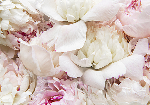 evjf sur le thème la vie en rose